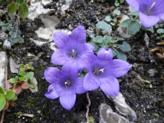 Campanula morettiana