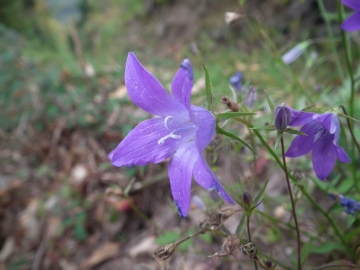 2010-10-23 pescarzo Campanula patula (10)