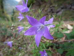 Campanula patula