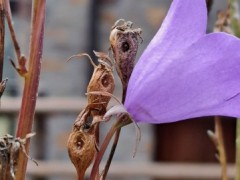 Campanula persicifolia