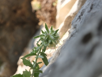 2012-08-13 madonna corona campanula petraea 049