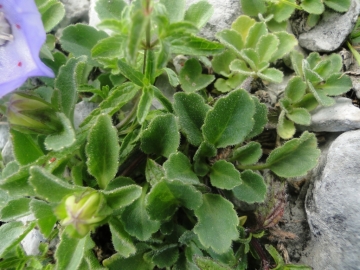 2010-07-18 Presolana 024