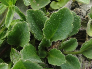 2010-07-18 Presolana 024a