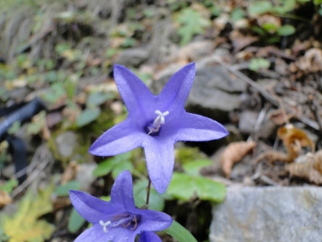 2010-10-23 Pescarzo 006