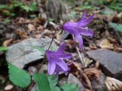 Campanula rapunculoides