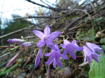 2010-12-13 ardesio 037