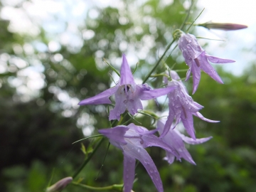 2012-06-08 Manerba orchis coriophora 030