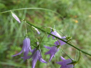 2012-06-08 Manerba orchis coriophora 032