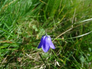 2015-10-11 Ritten Campanula rotundifolia (10)