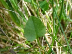 Campanula rotundifolia