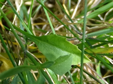 2015-10-11 Ritten Campanula rotundifolia (12)