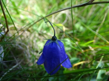 2015-10-11 Ritten Campanula rotundifolia (14)