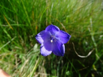 2015-10-11 Ritten Campanula rotundifolia (16)