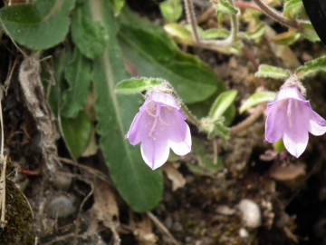 2011-04-16 Tignale Campanula sibirica (4)