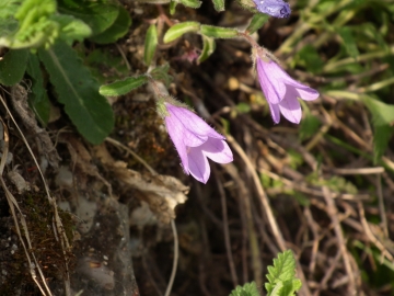 2011-04-16 Tignale Campanula sibirica