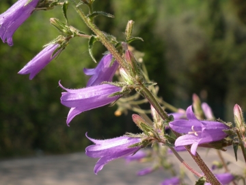 2011-04-22 Iris cengialti Muslone 073