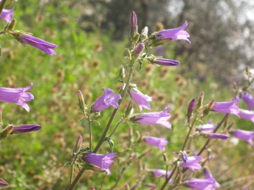 2011-04-22 Iris cengialti Muslone 078