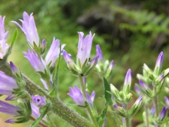 Campanula spicata