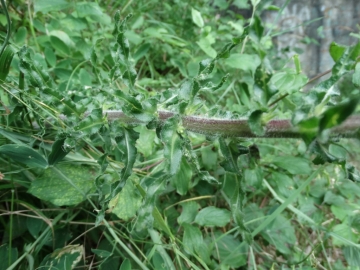 2014--07-12 Traversata Baldo ed Alyssum ovirense 004