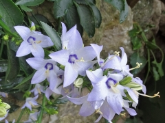 Campanula versicolor