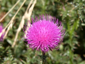 raponticum scariosum  laghi seroti 06-08-07