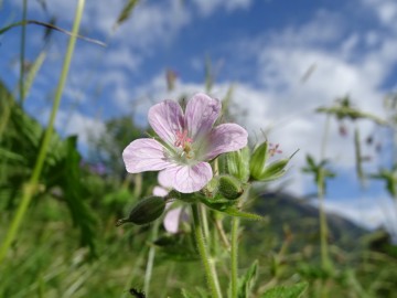 2026-05-17-Cascina-della-Berga-25