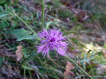 2022-11-02-Caino-Centaurea-scabiosa-10