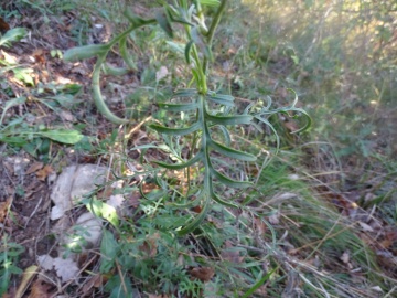 2022-11-02-Caino-Centaurea-scabiosa-12