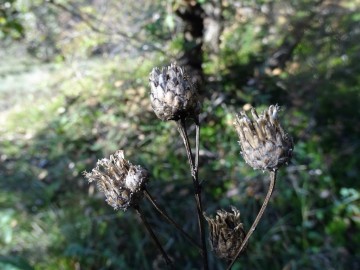 2022-11-02-Caino-Centaurea-scabiosa-15