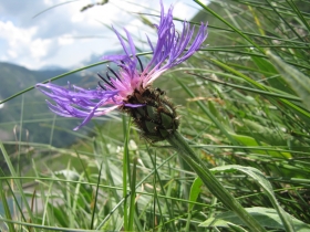 2010-07-04 gleno e valmorta 178