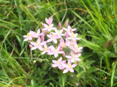 Centaurium erythraea