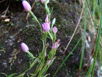 2014-11-01 val vertova 024