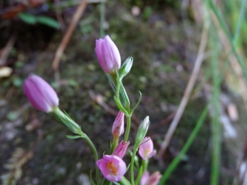 2014-11-01 val vertova 025