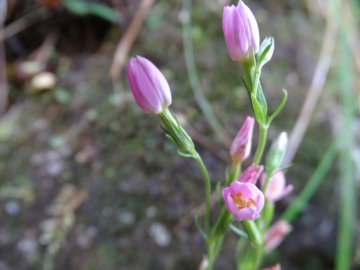 2014-11-01 val vertova 026