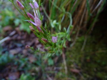 2014-11-01 val vertova 031