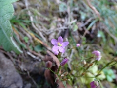 Centaurium pulchellum