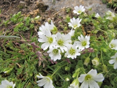 Cerastium uniflorum