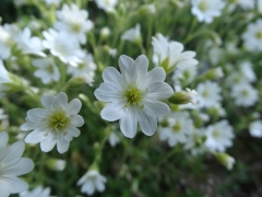 Cerastium arvense