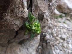 Cerastium carinthiacum