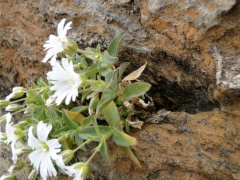 Cerastium latifolium