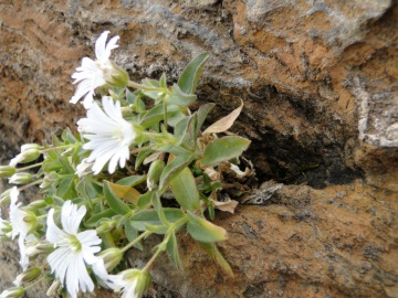 2010-09-12-Monte-Pradella-2626mt.-055