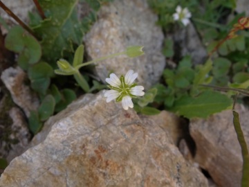 2022-07-13-Cerastium-pedunculatum-1