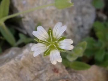 2022-07-13-Cerastium-pedunculatum-1a