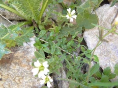 Cerastium pedunculatum