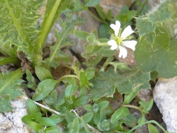 2022-07-13-Cerastium-pedunculatum-2a