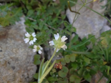 2022-07-13-Cerastium-pedunculatum-3