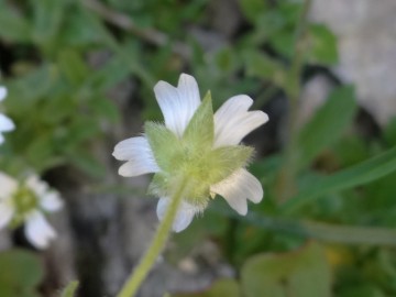 2022-07-13-Cerastium-pedunculatum-3a