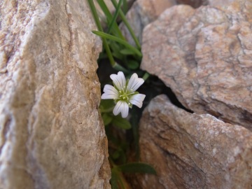 2022-07-13-Cerastium-pedunculatum-4