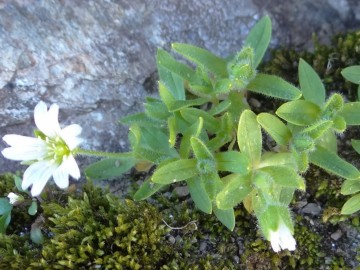 2022-07-13-Cerastium-pedunculatum-6