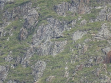 2021-08-20-cervi-in-Valmalza-13